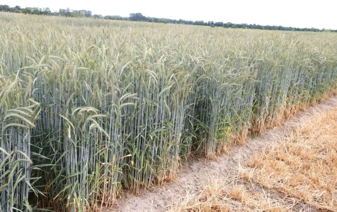 Zielone łodygi żyta jarego pną się ku niebu, tworząc gęsty, falujący dywan. Na skraju pola widać suche, pożółkłe źdźbła.