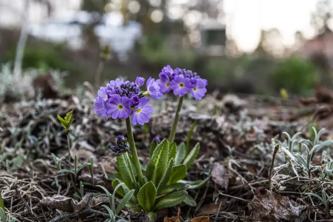 Två lila primula utomhus blommar i det torra lövverket.