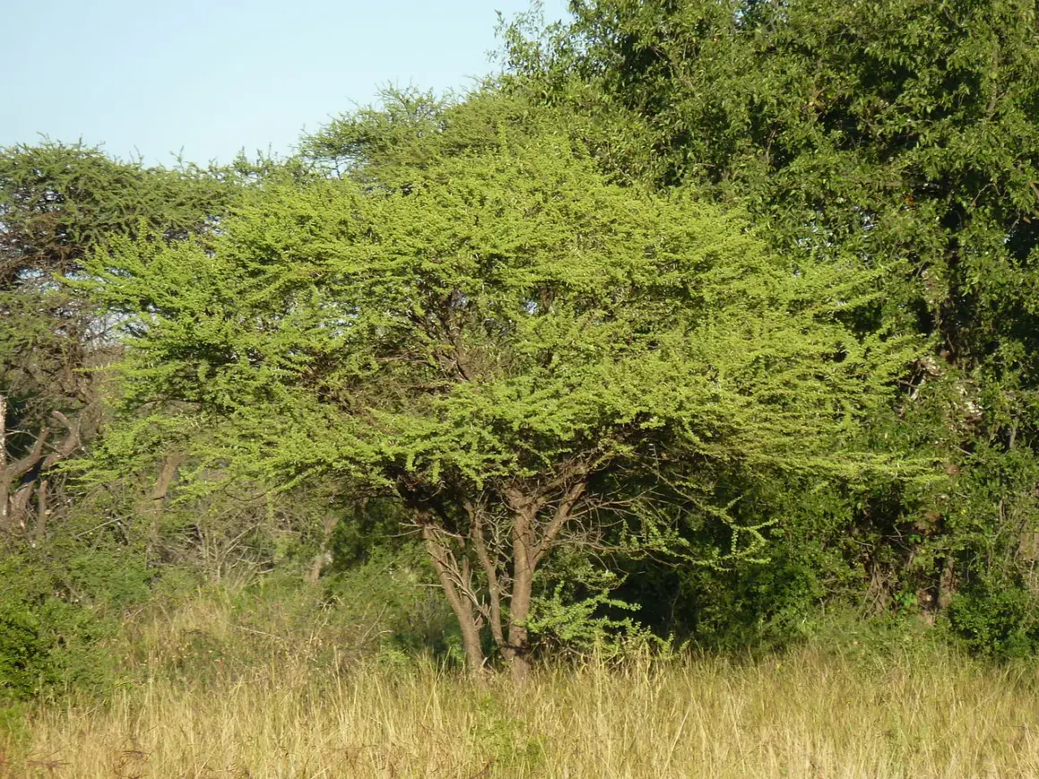 Un albero spinoso domina il paesaggio, circondato da altre piante della savana. L'erba secca e il cielo azzurro completano la scena.