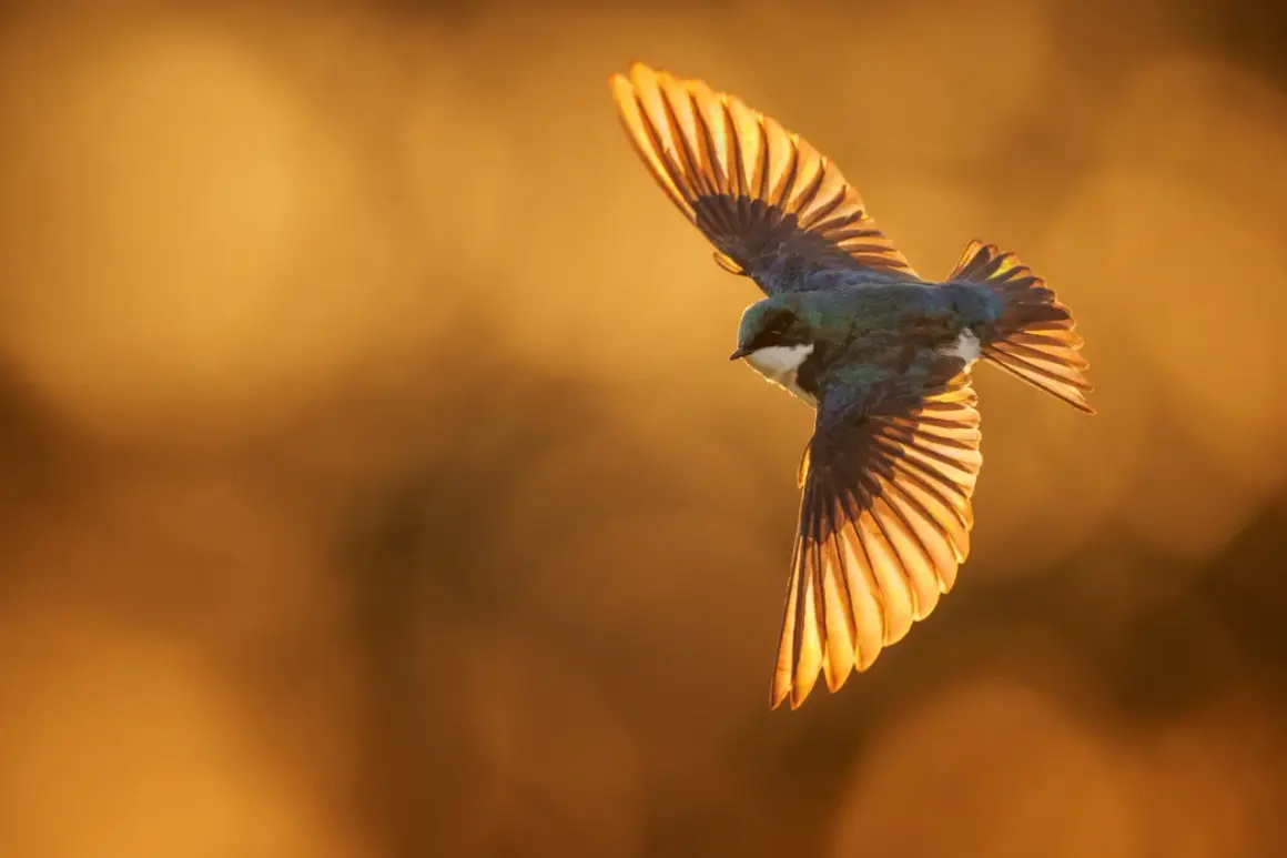 A beautiful bird in flight photography, wings spread wide, catching the golden light of sunset.
