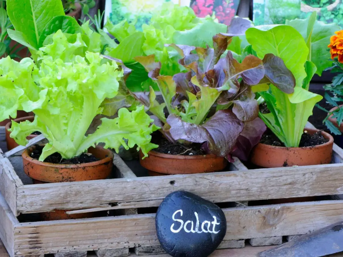 Frischer Salat kopf in verschiedenen Sorten, bereit für die Ernte.