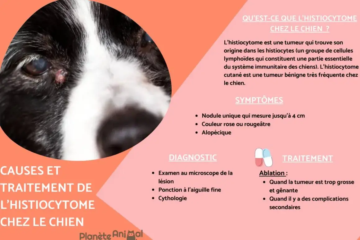 Gros plan sur le visage d'un chien avec une petite lésion près de l'œil. Le texte explique les causes et le traitement de l'histiocytome chez le chien.