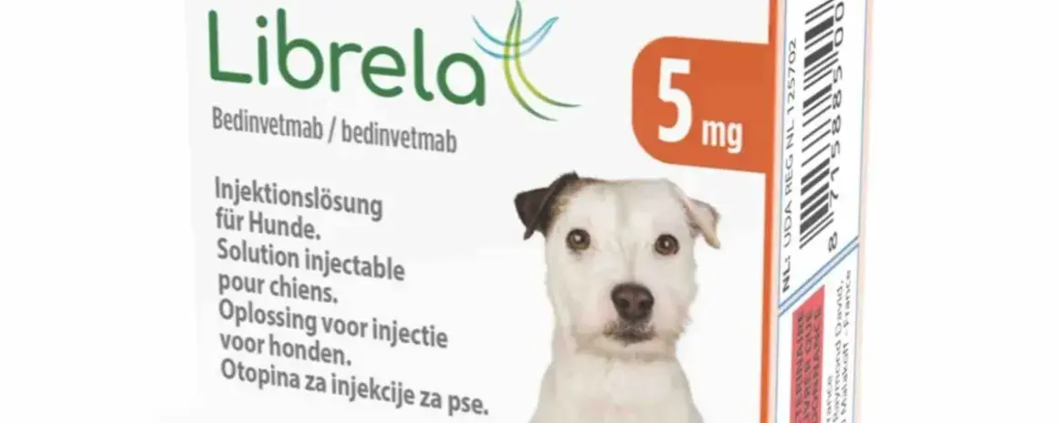 Librela dla psa jak długo stosować, aby uniknąć bólu i poprawić komfort