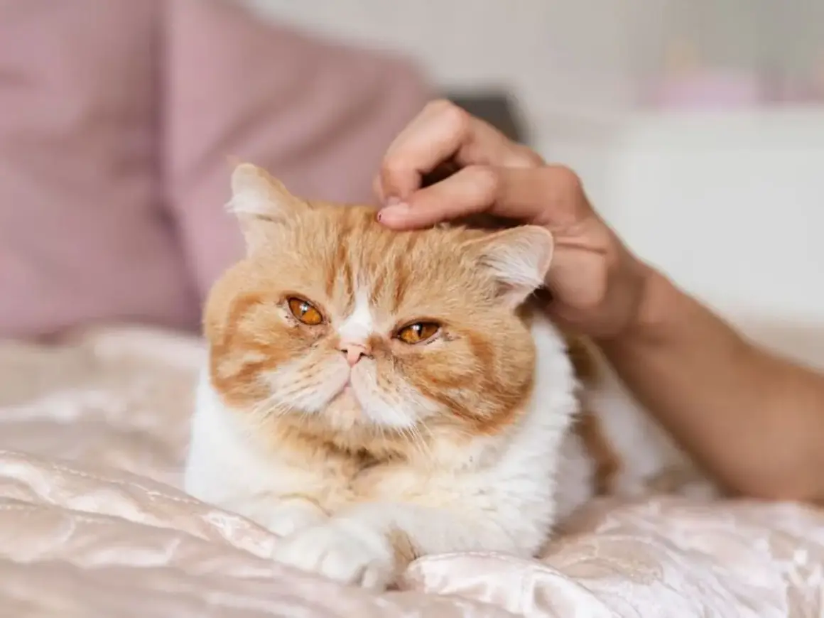 Gato exótico naranja y blanco recibe caricias en la cabeza, quizás disfrutando de los efectos relajantes de la valeriana para gatos.
