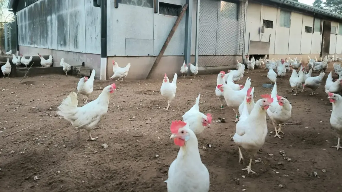 Weiße Hühner auf einem schmutzigen Hof, einige sind im Freien, andere im Stall. Die **Vogelgrippe Stallpflicht** könnte der Grund sein, warum einige Hühner drinnen sind.