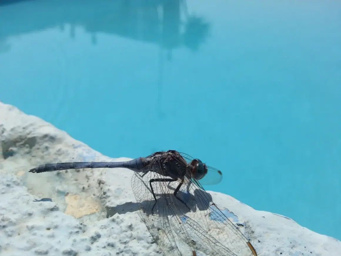 Un insecte, une libellule, se repose sur le bord d'un étang bleu vif.
