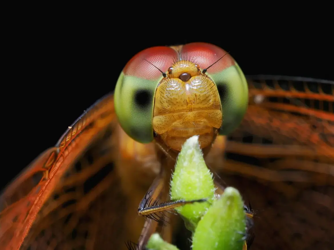 Macro insect photography captures a dragonfly's striking red and green eyes, intricate wings, and fuzzy green plant.