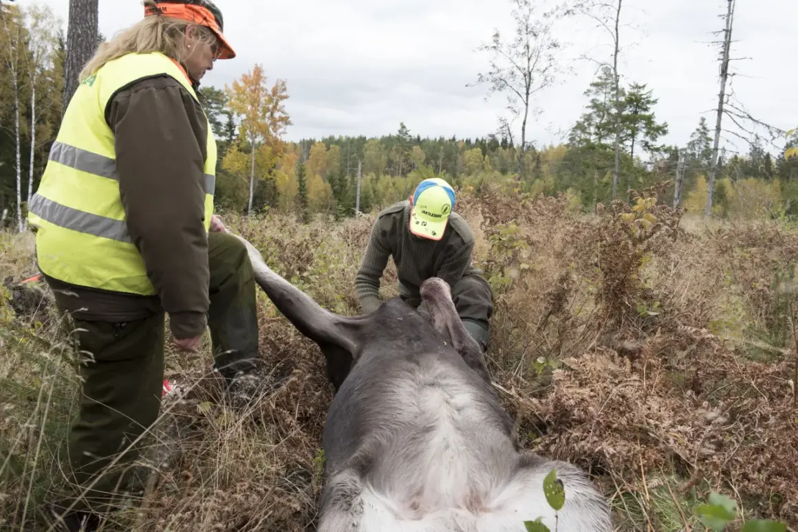 Två jägare hanterar ett fällt älg. Dygnsgrader kan påverka hur djuret tas om hand.