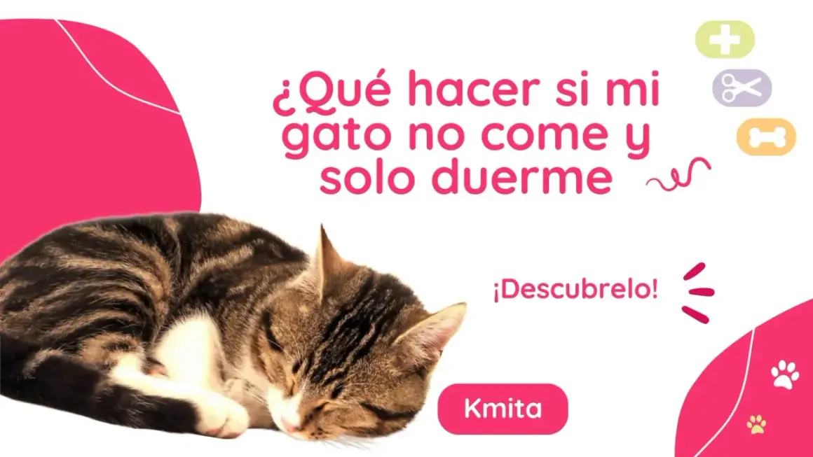 Gato atigrado durmiendo. Texto: "¿Qué hacer si mi gato no come y solo duerme?". Descubrelo!