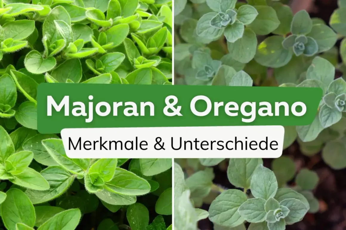 Vier Bilder zeigen Majoran und Oregano. Der Text "Majoran & Oregano Merkmale & Unterschiede" erklärt den Unterschied zwischen den Kräutern.