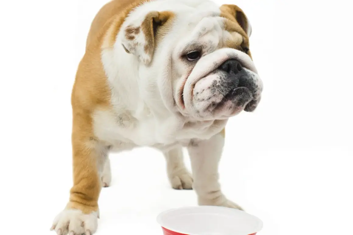Bouledogue anglais boudeur devant sa gamelle vide. On dirait que mon chien fait des caprices pour manger.