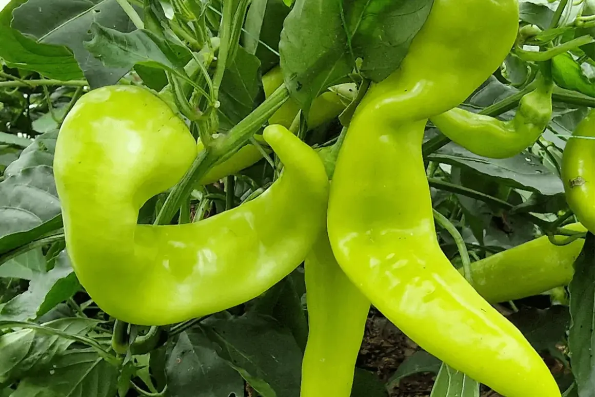 Gröna, böjda banana peppers hänger från en planta. Dessa svenska delikatesser är redo att skördas.