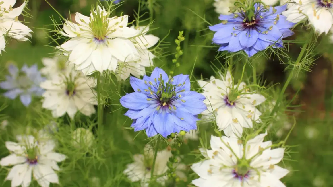 Nigella damascena, czyli czarnuszka, kwitnie w ogrodzie, tworząc bujne kępy białych i niebieskich kwiatów.