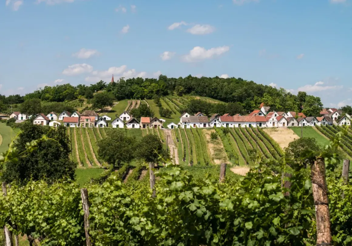Rząd białych domków z czerwonymi dachami na wzgórzu, otoczony winnicami w regionie Weinviertel.