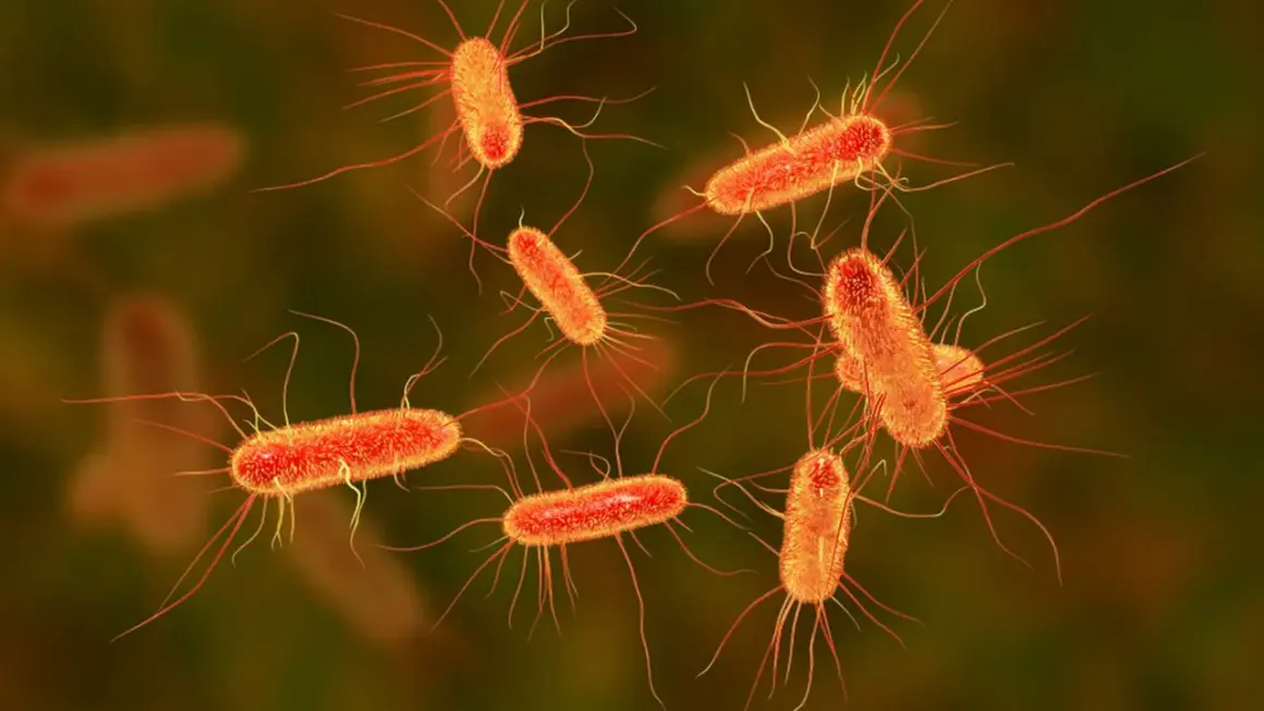 Bakteria coli, skąd się bierze? Te pomarańczowe pałeczki z licznymi wiciami to właśnie E. coli, powszechnie występująca w przewodzie pokarmowym.