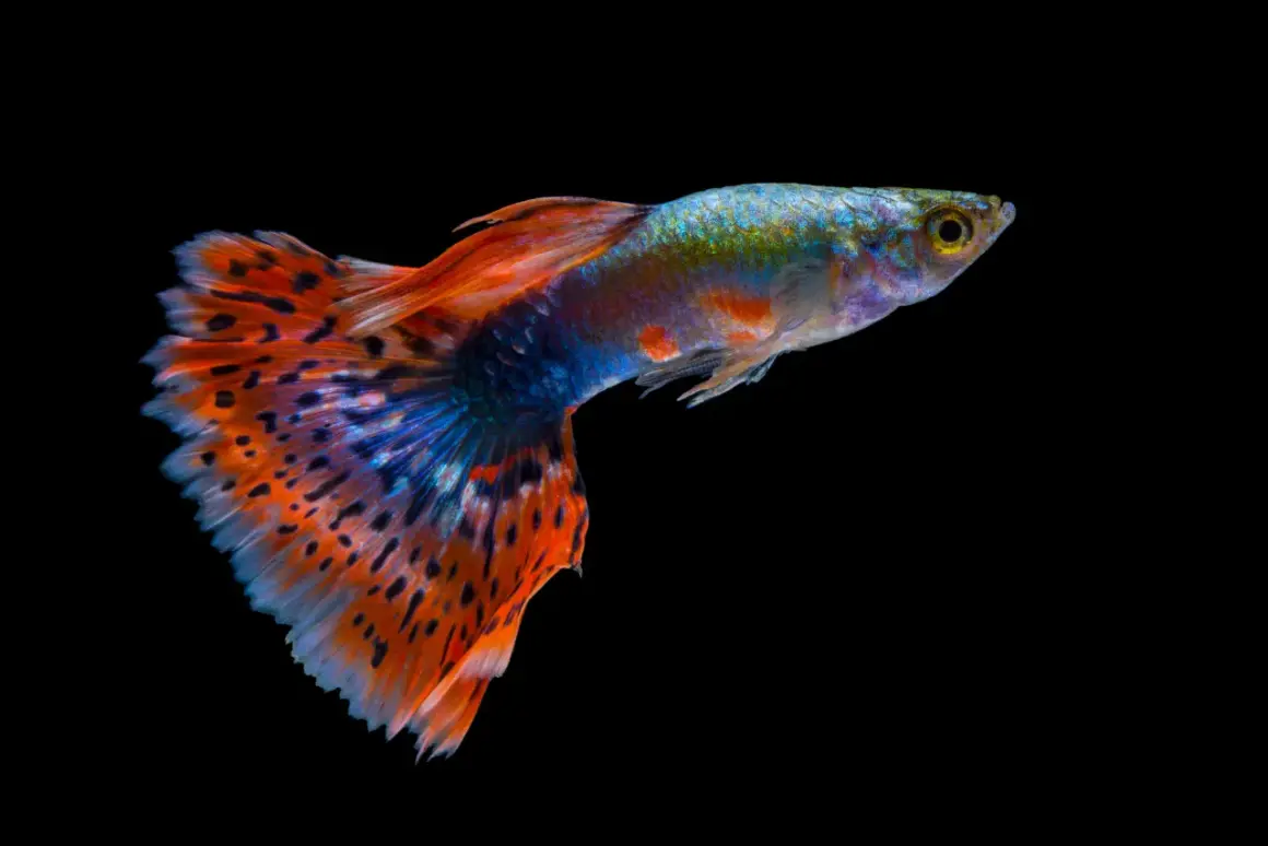 Un magnifique poisson guppy aux couleurs vives, un poisson d'eau dure, nage dans l'obscurité.
