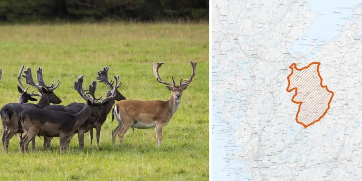 En flock dovhjortar med imponerande horn på en grön äng. Till höger en karta över Sverige med ett markerat område, troligen för skyddsjakt dovhjort.