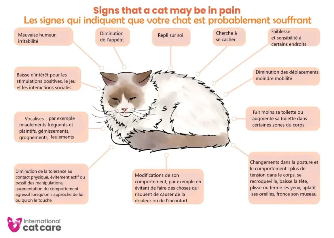 Un chat aux poils longs, aux yeux mi-clos, montre des signes de douleur. Attention, certaines plantes comme le calla sont toxiques pour les chats.