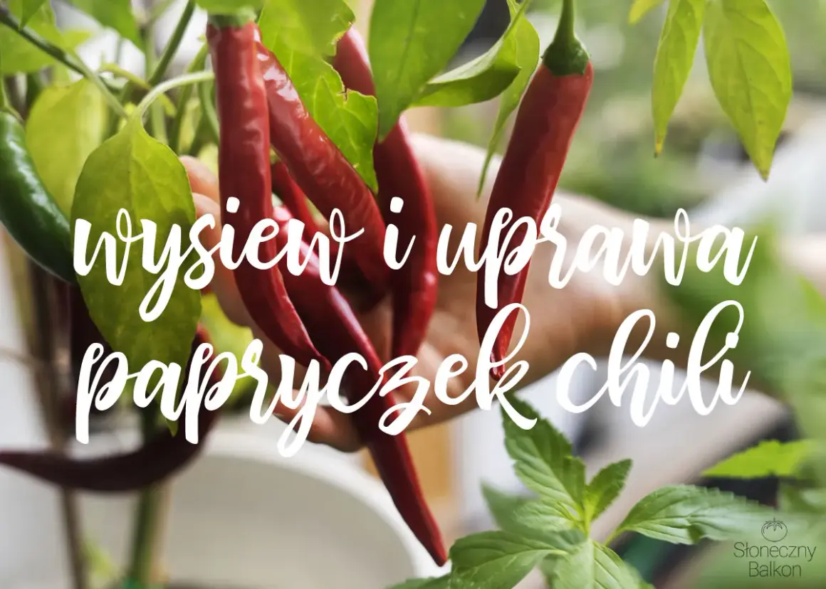 Czerwone i zielone papryczki chili zwisają z gałązek. Napis głosi "wysiew i uprawa papryczek chili".