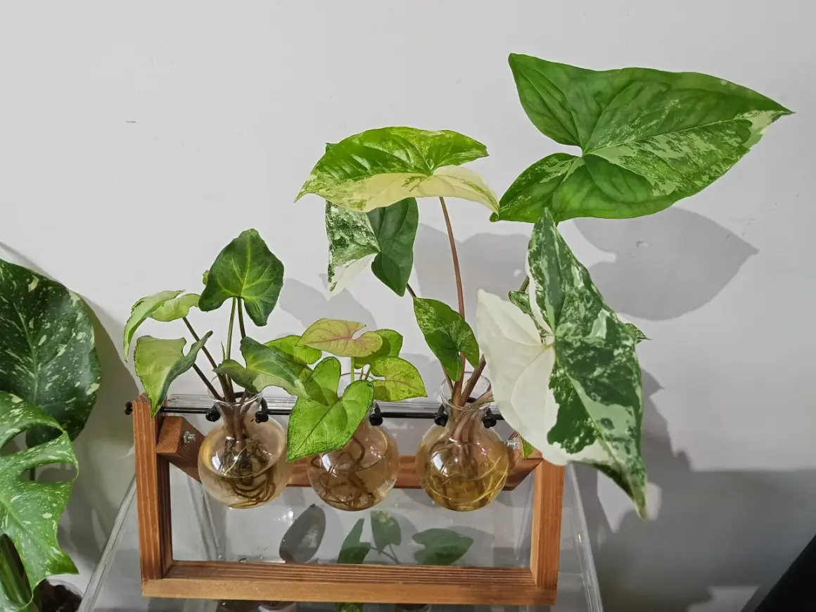 Kilka odmian kwiatu syngonium w szklanych wazonach na drewnianym stojaku, z liśćmi w odcieniach zieleni i bieli.