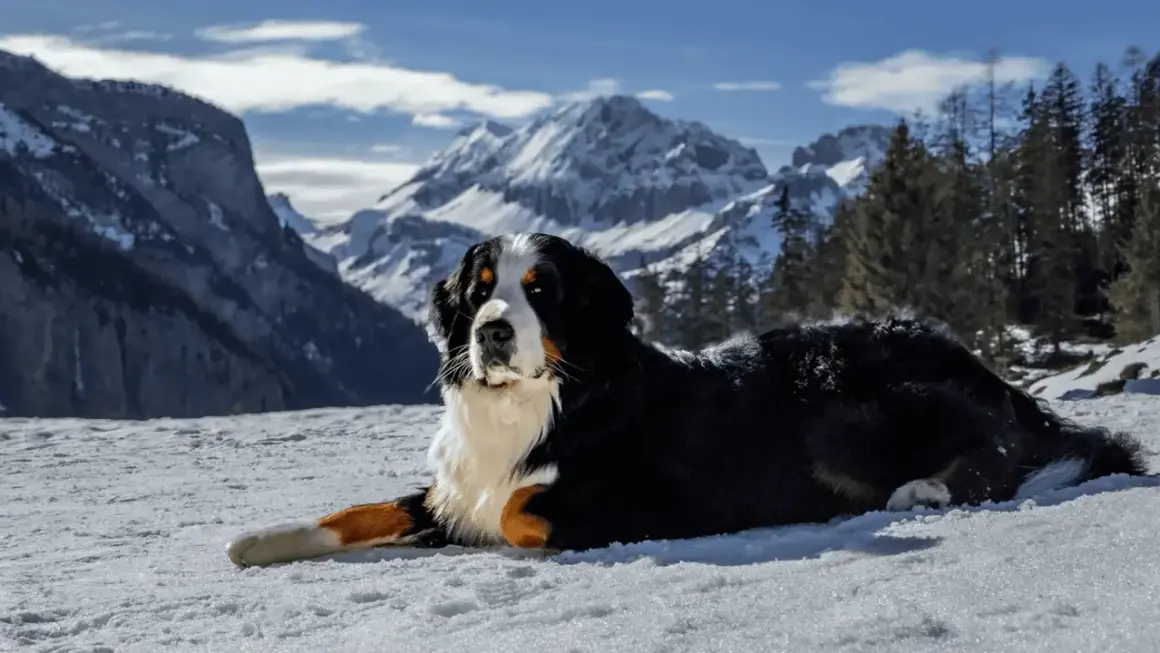 Un boyero de Berna descansa en la nieve, con majestuosas montañas nevadas y pinos de fondo.