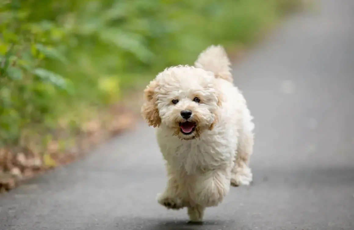 Un adorable maltipoo toy adulto corre feliz por un camino, con el pelo rizado y la lengua fuera.