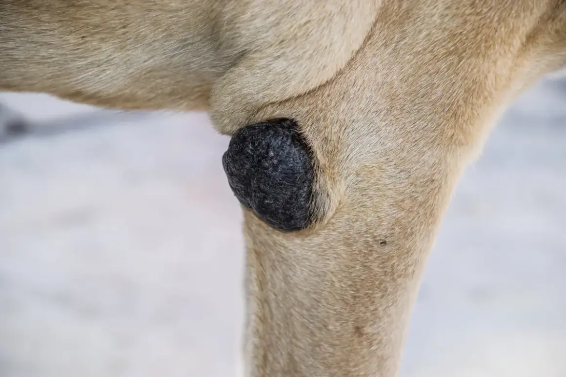 Un primer plano de un perro con callos en los codos. La piel está engrosada y oscura en la zona afectada.