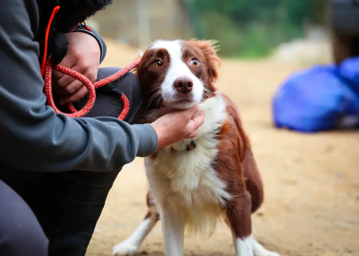 Un chien au regard effrayé, peut-être suite à un traumatisme lié à un avion, est réconforté par une main.