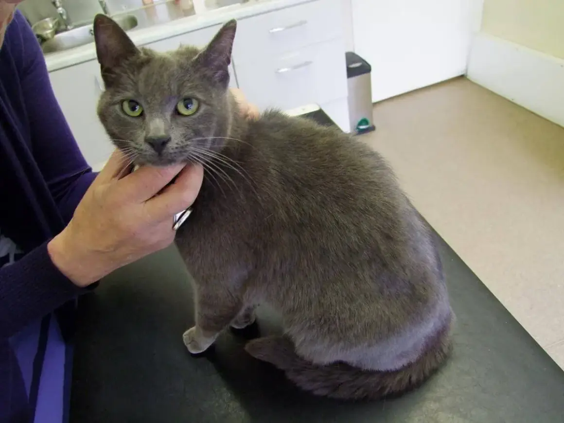 Un chat gris aux yeux verts, qui semble inquiet, est tenu par une main. Mon chat ne bouge plus, il est chez le vétérinaire.