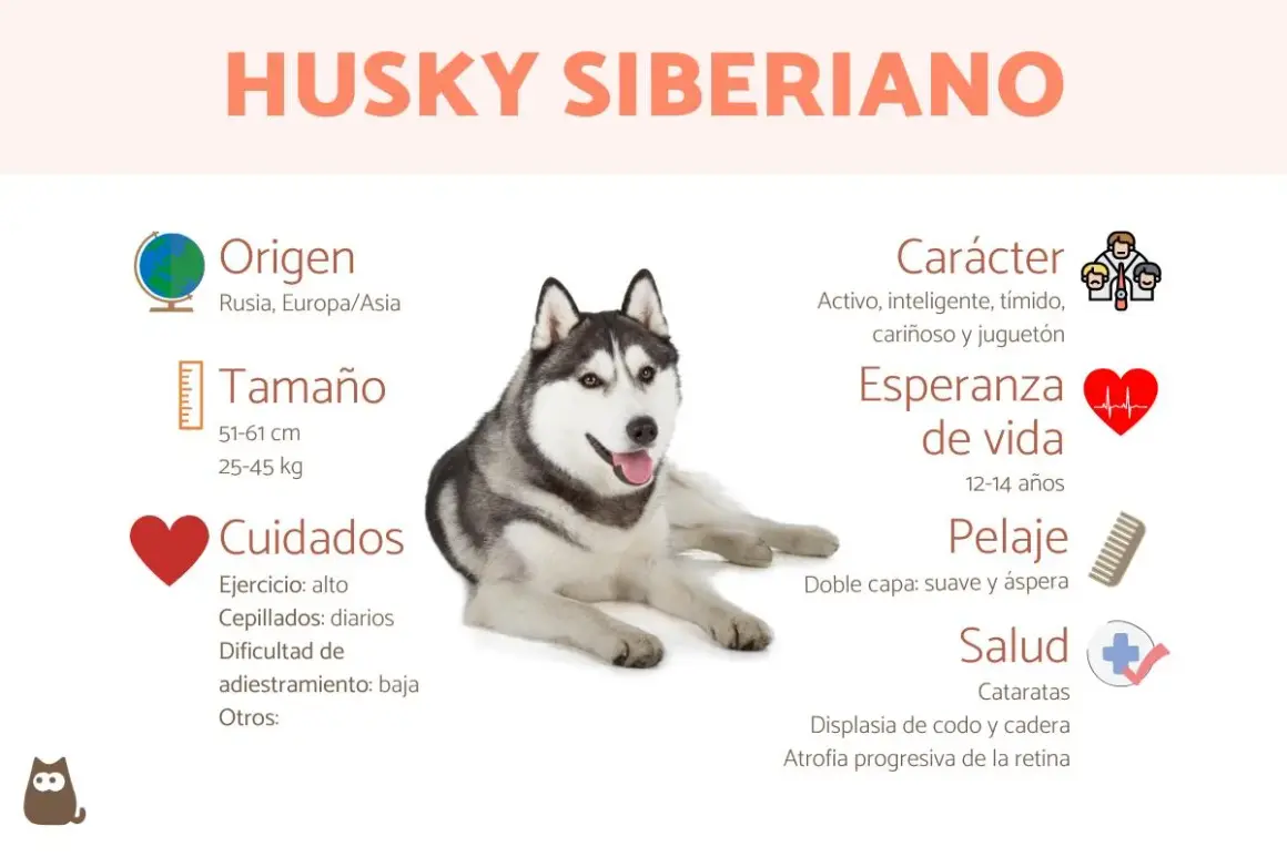 Un perro husky siberiano, con información sobre su origen, tamaño, cuidados, carácter, esperanza de vida, pelaje y salud.