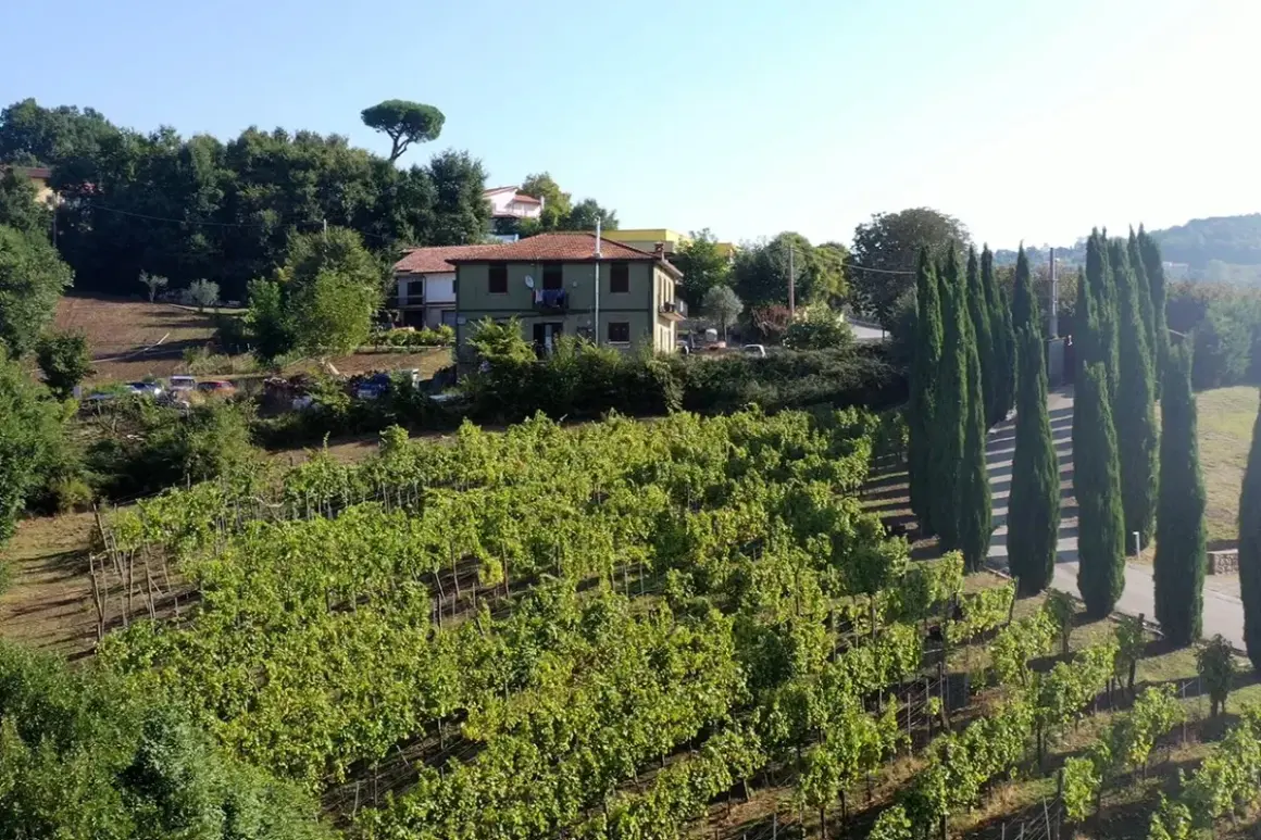Vigneti rigogliosi sotto il sole, con una casa in collina e filari di cipressi. Immagina il profumo del Fiano di Avellino DOCG.