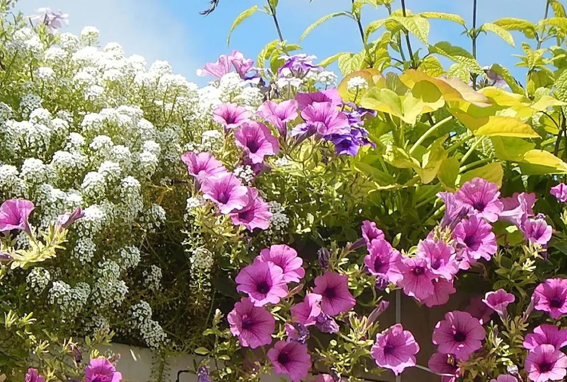 Un mélange coloré de pétunias roses et violets, d'alyssum blanc et de feuillage doré, parfaites plantes pour terrasse ensoleillée.