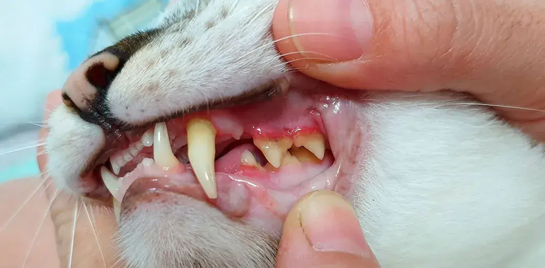 ¿Por qué a mi gato se le cae la baba? Causas y soluciones efectivas