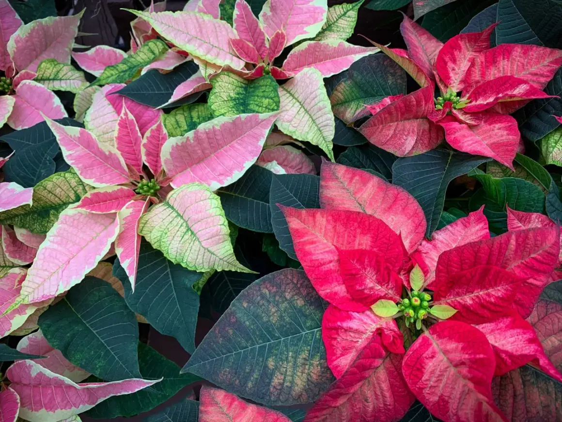 Un tripudio di colori quando fiorisce la stella di Natale: foglie rosa, rosse e verdi si intrecciano in un abbraccio festivo.