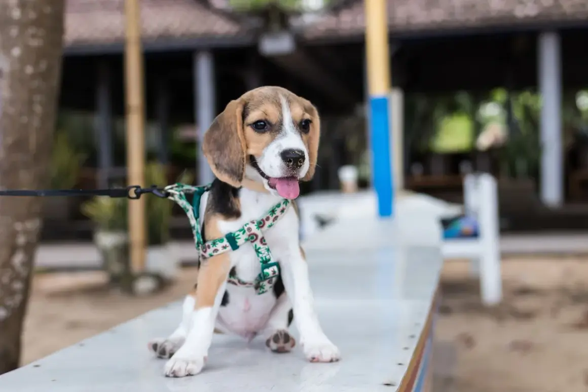 Szczeniak beagle w szelkach czeka na spacer. To idealny moment, by nauczyć psa chodzić na smyczy.