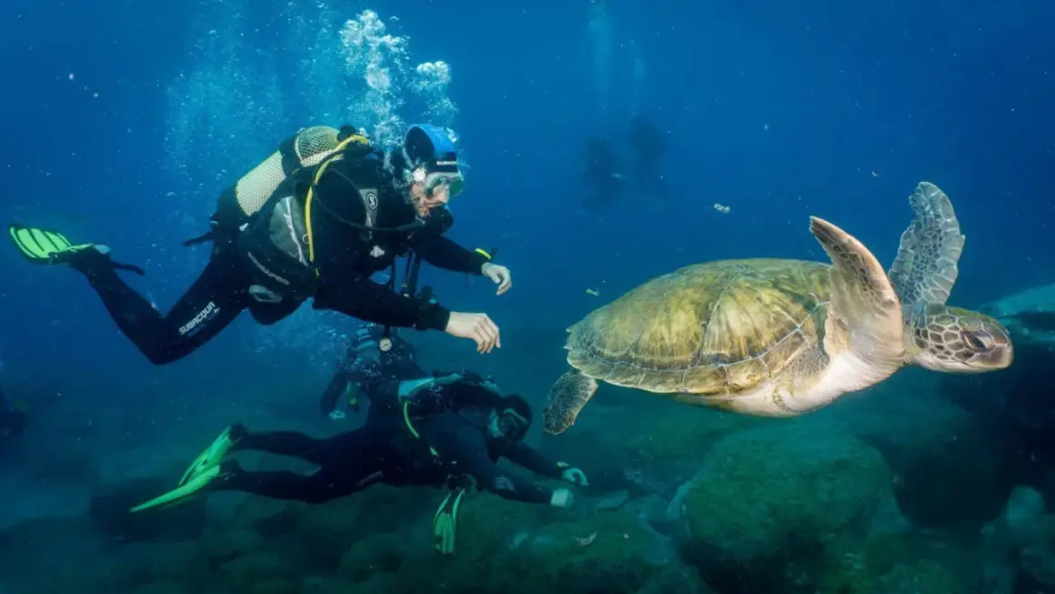 Buceo en la playa de los Muertos, donde buzos observan una tortuga marina nadando en aguas cristalinas.