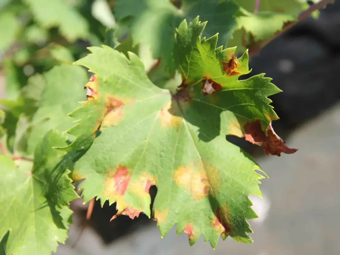 Grünes Weinblatt mit braunen Flecken, Anzeichen von falschem Mehltau.