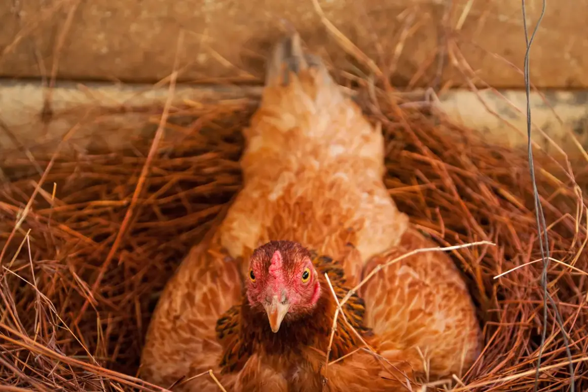 Ein braunes Huhn liegt im Nest aus Stroh und Zweigen. Es schaut direkt in die Kamera.