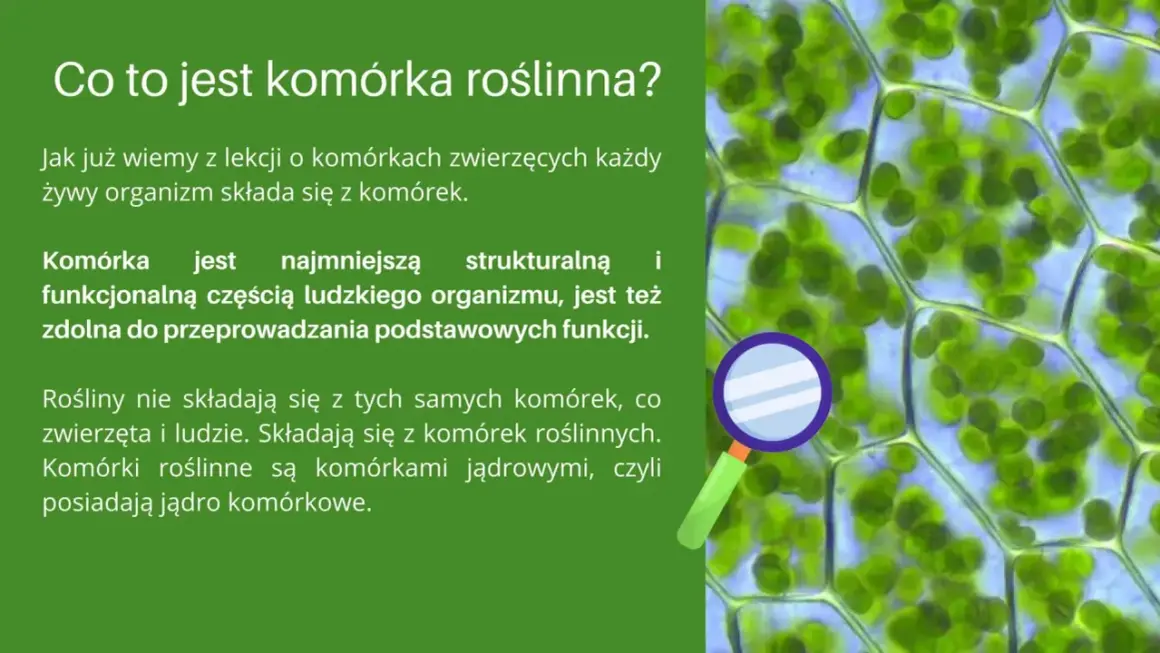 Jak wygląda komórka roślinna? Odkryj jej niezwykłą budowę i funkcje