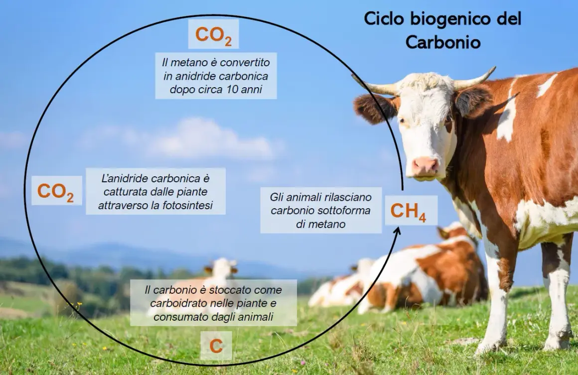 Ciclo del carbonio: le mucche rilasciano metano (CH4), contribuendo alle emissioni CO2 degli allevamenti. Le piante assorbono CO2.