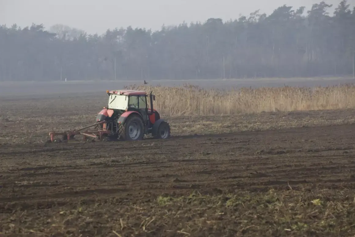 Czerwony traktor wykonuje wałowanie na zaoranym polu. W tle las i trzciny.