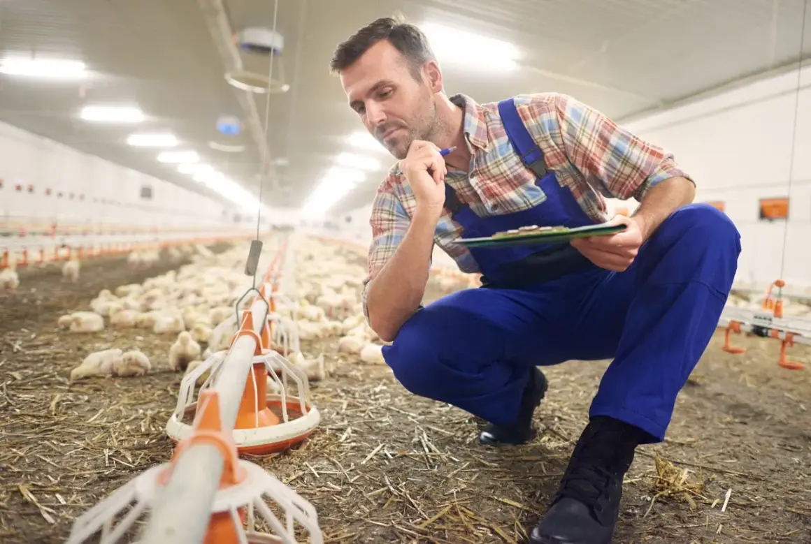 Zootechnik w kombinezonie pochyla się nad pisklętami, notując coś na tablicy.