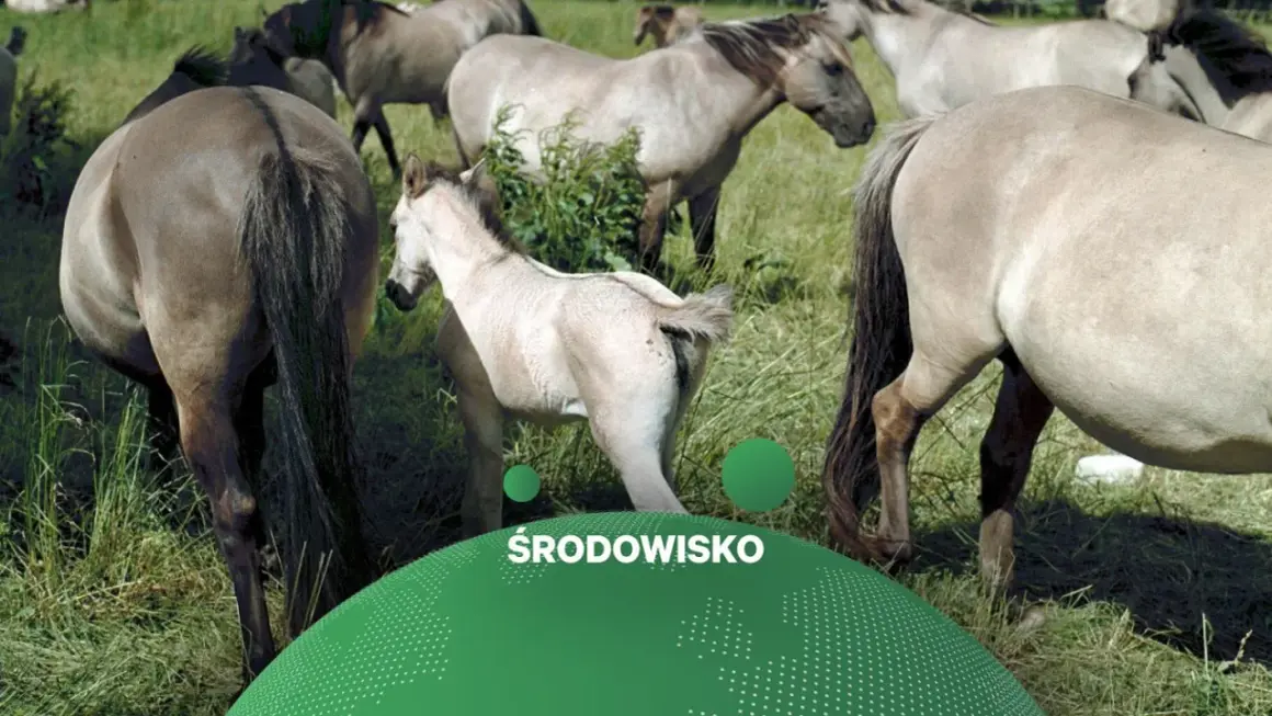 Stado koników polskich pasących się na łące. W centrum młody źrebak.
