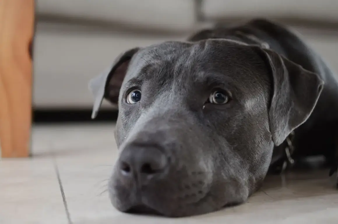 Perro con mirada triste, quizás sufriendo de enfermedad de Addison.