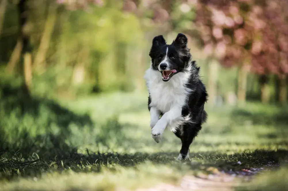 Jak wytresować border collie: skuteczne metody na inteligentnego psa