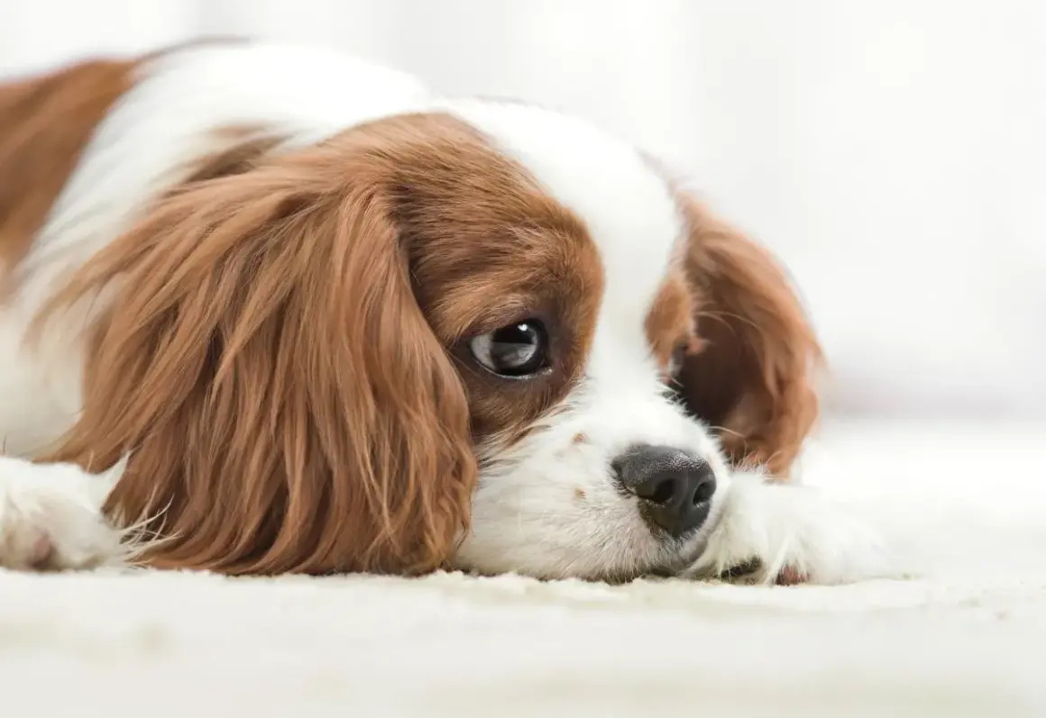 Un perro triste, con ojos melancólicos y pelaje marrón y blanco, yace en una alfombra clara.