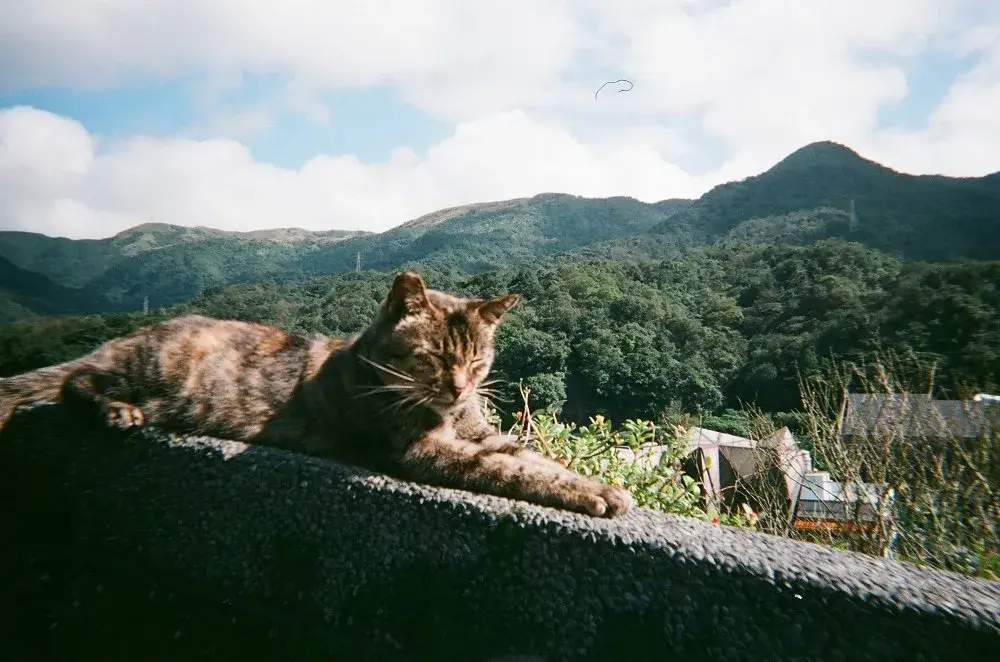 Dónde viven los gatos y los sorprendentes lugares que eligen