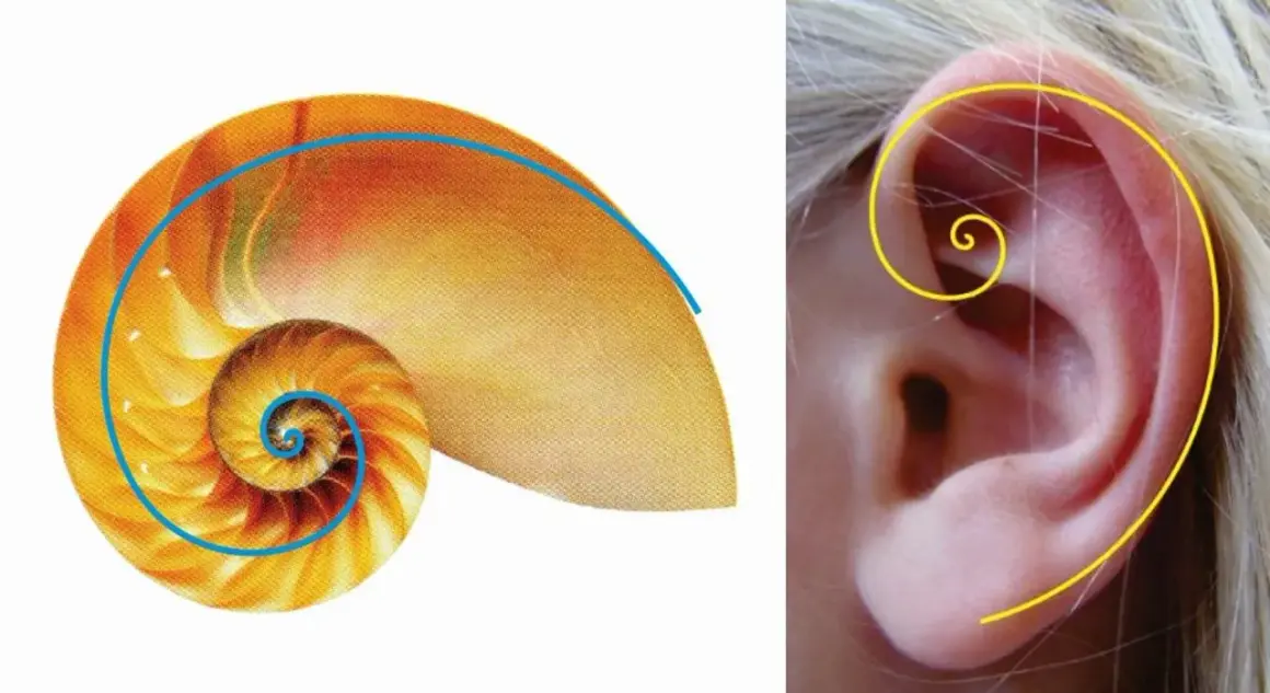 Muszla łodzika i ludzkie ucho ukazują złota proporcja w naturze, tworząc harmonijne spirale.
