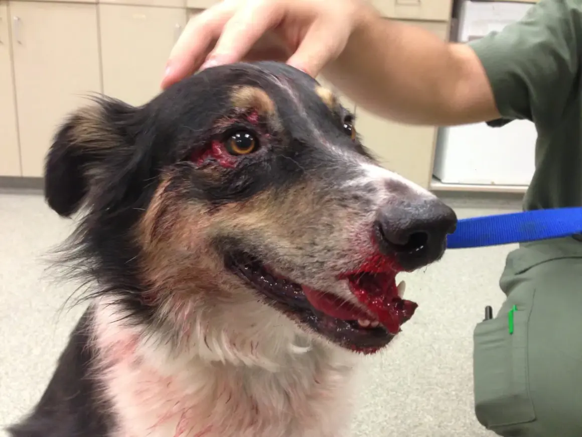 Chien blessé au visage, possible traumatisme cranien. Saignements importants autour des yeux et de la gueule.