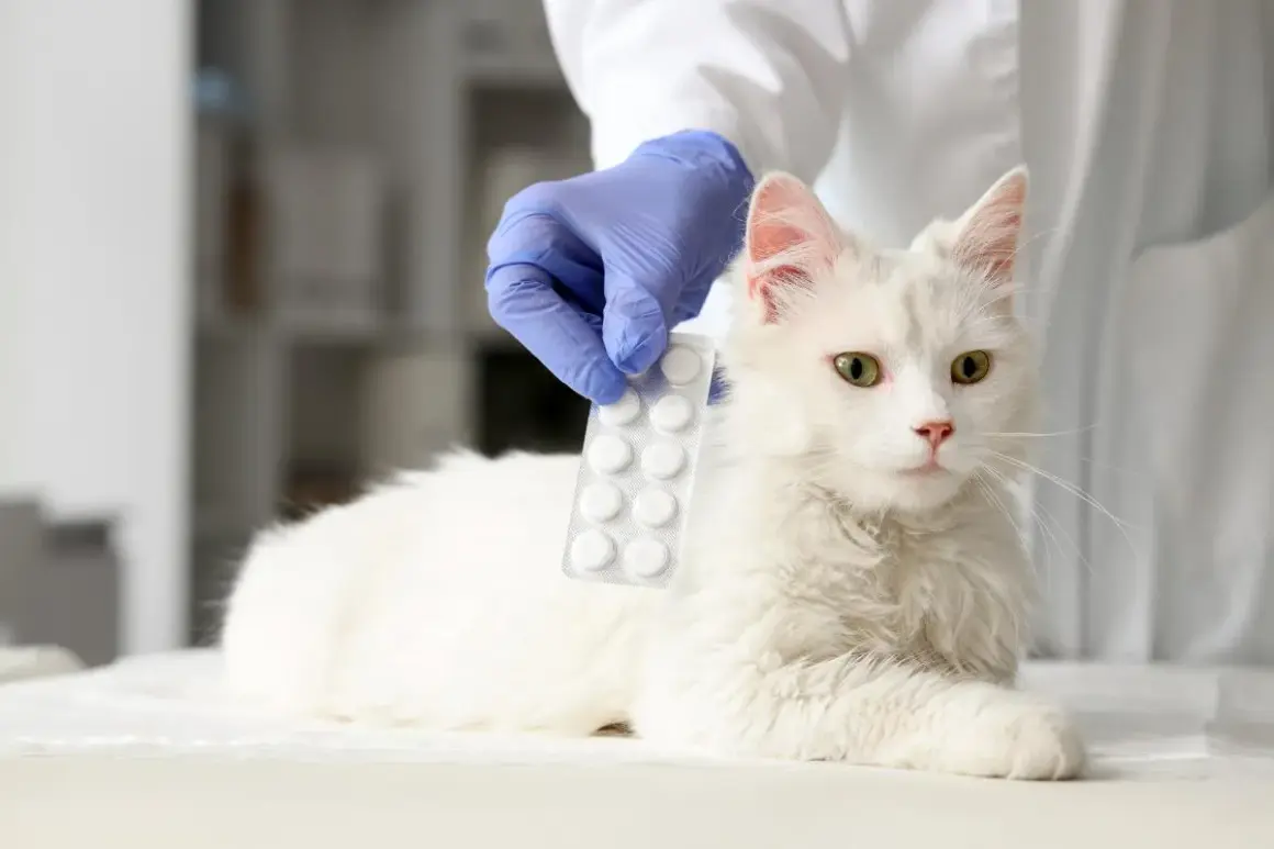 Veterinario presenta pastillas de ibuprofeno para gatos.